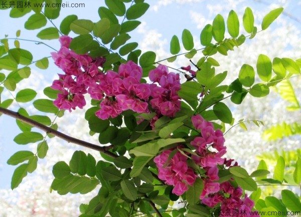 红花槐种子发芽出苗开花图片