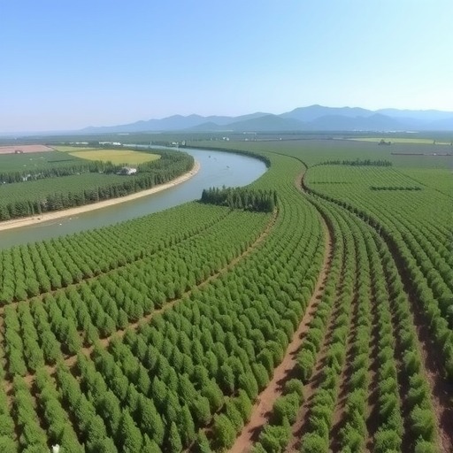 黑龙江新店林场：荒漠变林海的绿色奇迹