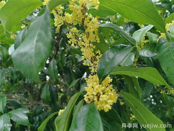 桂花树矮化三个简单方法(图1)