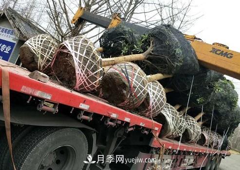 如何区分桂花树的品种(图3)