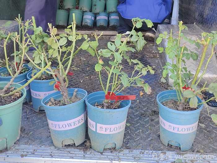 十月园林行业养护管理措施汇总(图2)