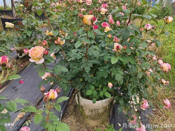 十月园林行业养护管理措施汇总(图1)