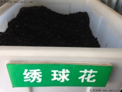 绣球花种子