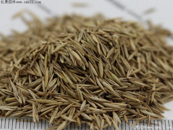 紫羊茅种子图片