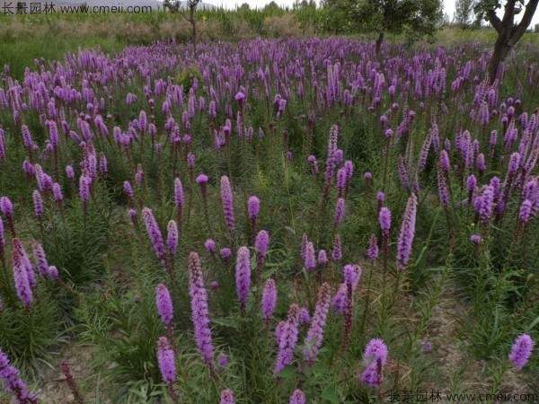 蛇鞭菊种子图片