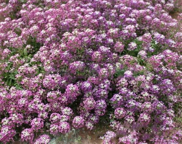 香雪球种子发芽出苗开花图片