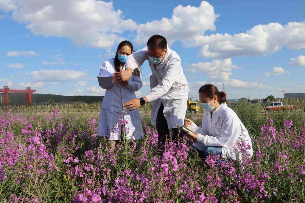 西部生态修复破解脆弱区难题 打造绿色生命线