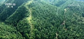 我国加快国土绿化推进森林质量提升