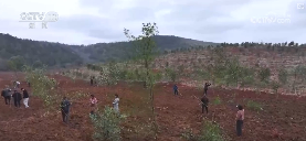 我国加快国土绿化推进森林质量提升