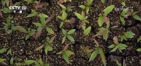 我国加快国土绿化推进森林质量提升