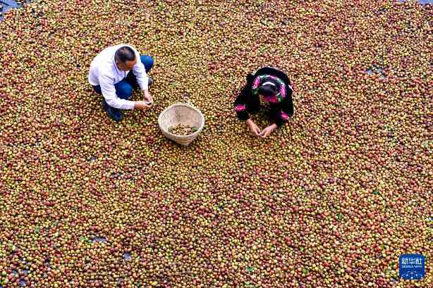 荒山变青山油茶生态园带动就业助力乡村经济发展