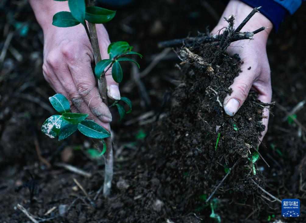 荒山变青山油茶生态园带动就业助力乡村经济发展