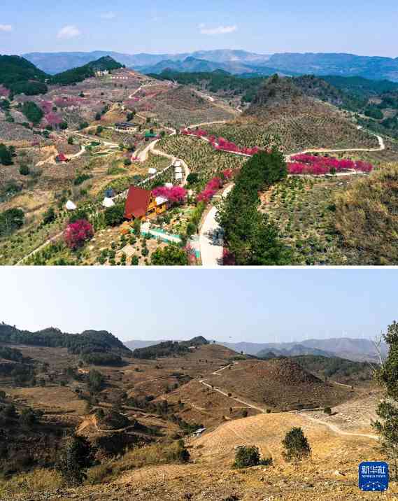 荒山变青山油茶生态园带动就业助力乡村经济发展