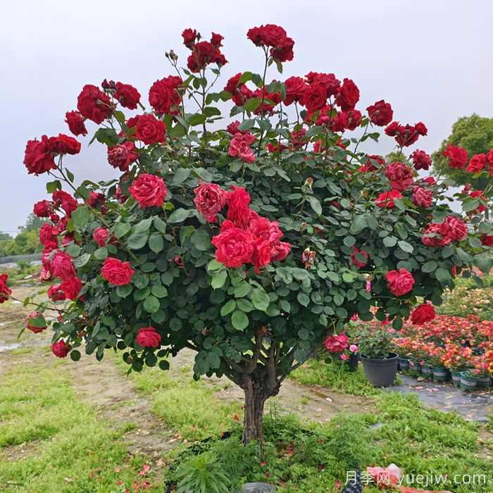 花木修剪几月份最好？(图2)