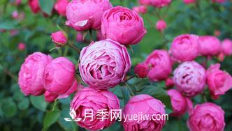 月季花是中国传统十大名花之一，一年长占四时春(图1)