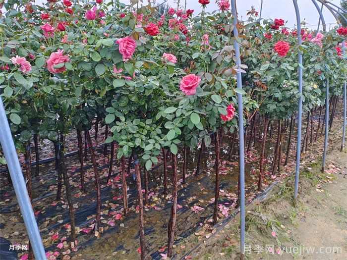 秋季雨水过多，苗木种植后应注意的几个方面(图1)