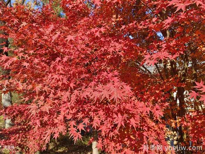 红枫育苗技术及其养护管理(图1)