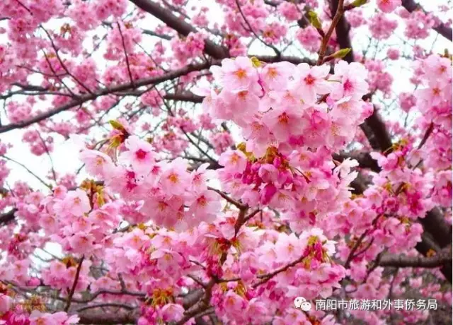 南阳旅游大发展：月季树艺 齐争芬芳 百花开放 满园春色(图3)