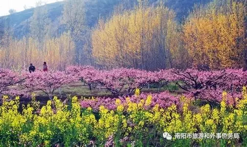 南阳旅游大发展：月季树艺 齐争芬芳 百花开放 满园春色(图8)
