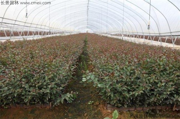 红花紫薇种子发芽出苗图片