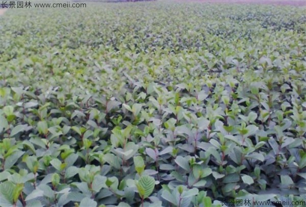 桤木种子发芽出苗图片