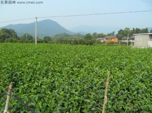 桤木种子发芽出苗图片