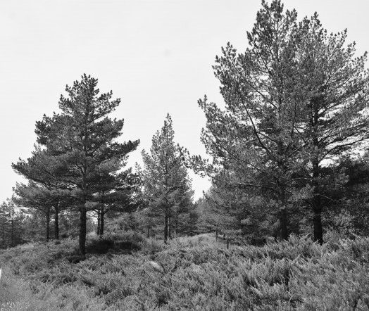 “三北”科学植树造林：以水定绿，系统治理护生态屏障