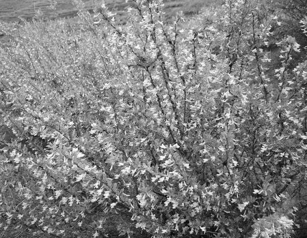 “三北”科学植树造林：以水定绿，系统治理护生态屏障