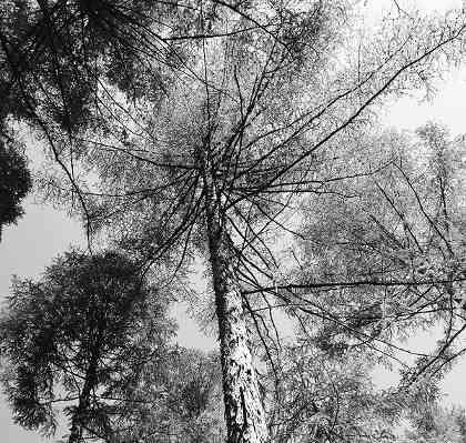 “三北”科学植树造林：以水定绿，系统治理护生态屏障