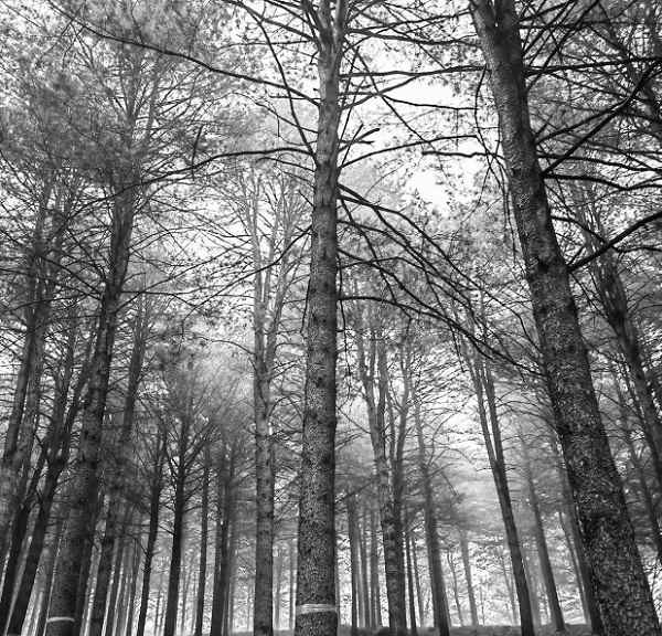 “三北”科学植树造林：以水定绿，系统治理护生态屏障