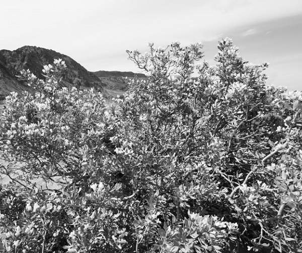 “三北”科学植树造林：以水定绿，系统治理护生态屏障