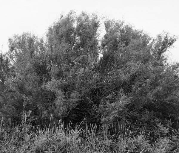 “三北”科学植树造林：以水定绿，系统治理护生态屏障