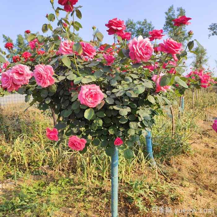 绿化苗木施工及养护标准(图1)