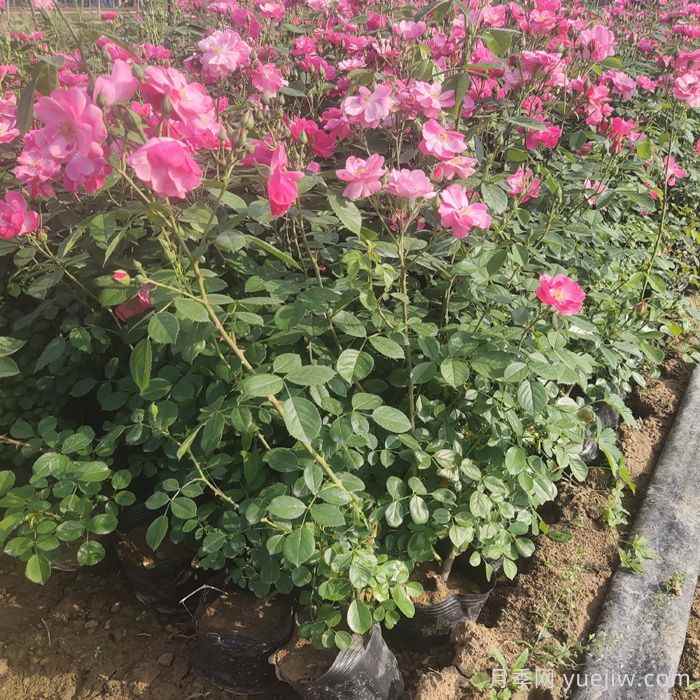 绿化苗木施工及养护标准(图2)