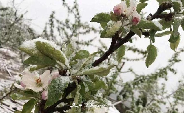 苗木防寒，老苗木人都会疏忽的地方要注意(图1)