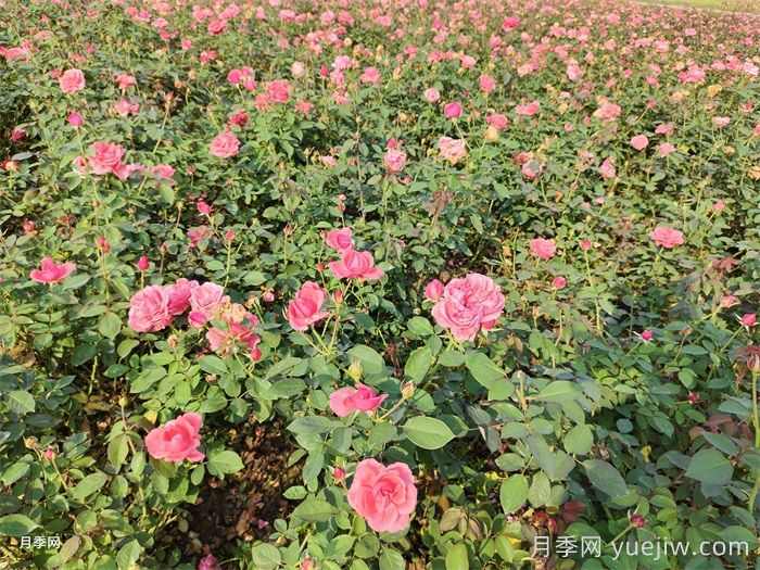 苗木叶子发黄，是缺什么肥料？(图1)