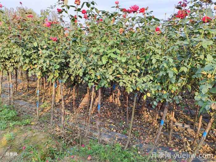 苗木生长不良的七大原因分析(图1)