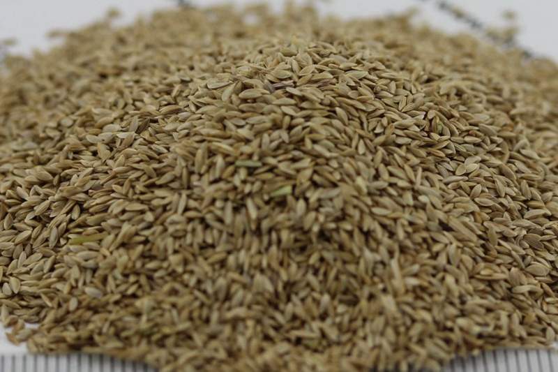 带壳狗牙根种子