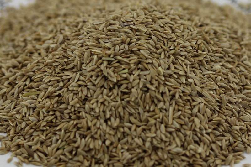 带壳狗牙根种子