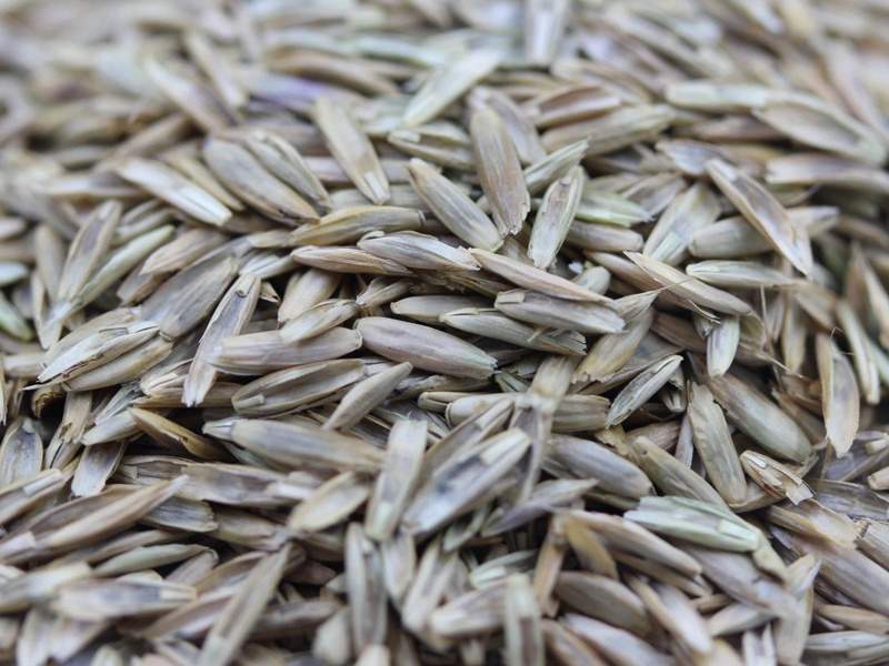 蓝标多年生黑麦草