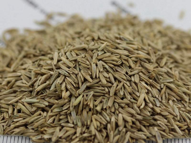 白标多年生黑麦草