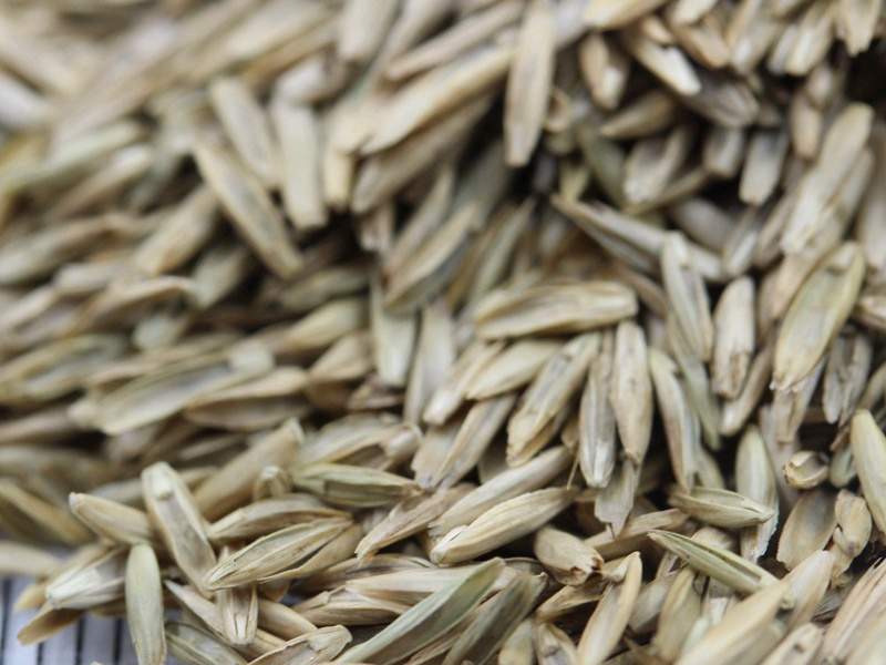 护坡多年生黑麦草