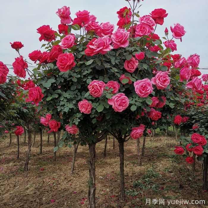 北方城乡道路绿化的植物配置和品种应用(图2)