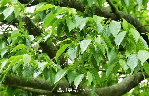 杜仲，可以在北方种植的珍贵树种苗木(图1)