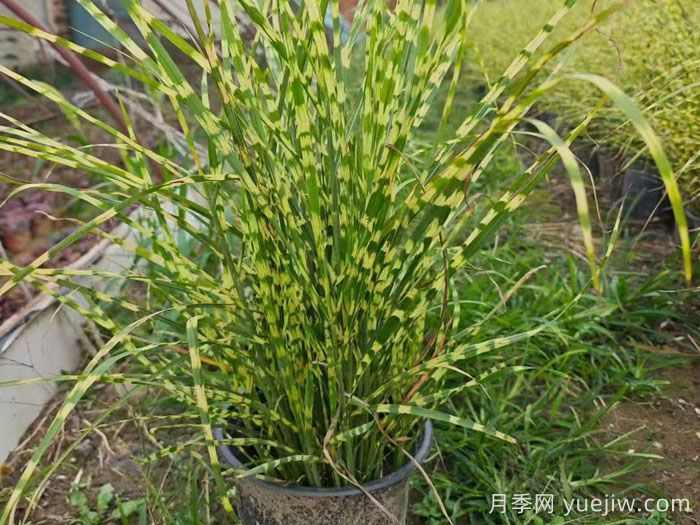 观赏草主要品种介绍(图1)