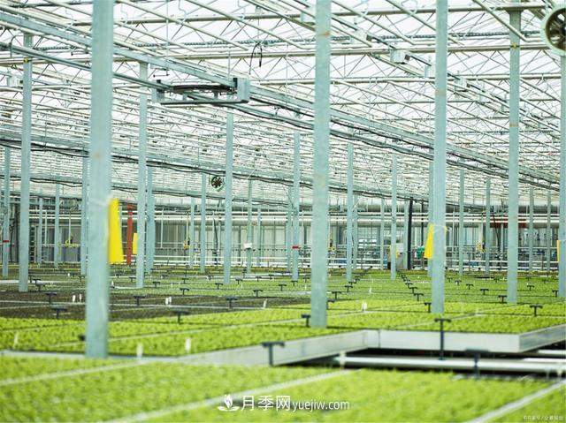 大雪时节已来到，保护苗木必不可少(图2)