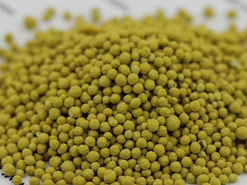 包衣白三叶种子