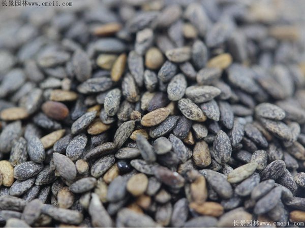 红色鼠尾草种子