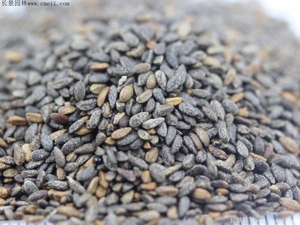 红色鼠尾草种子