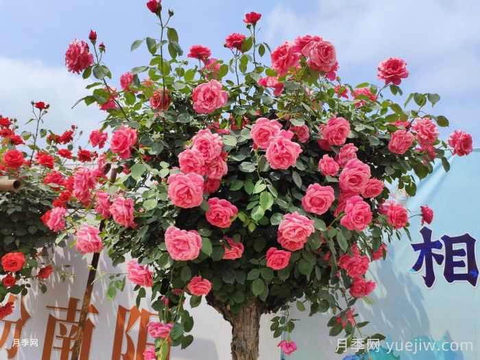 农村庭院花园植物配置和应用技巧(图2)